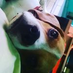 Kevin O Beagle - @kevinobeagle - Instagram
