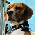 Kevin, O beagle - @amordekevindog - Instagram