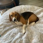 Kevin The Beagle - @kevin_the_beagle_2024 - Instagram