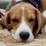 Kevin the Beagle - @_kevin0914_ - Instagram