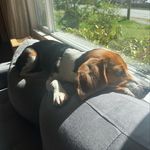 Kevin the Beagle - @napswithkevin - Instagram