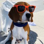 Kevin THE Beagle - @kevin_the_beagleboy - Instagram
