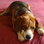 Kevin the beagle🐶 - @mybeaglekevin - Instagram