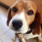Kevin The Beagle - @itskevinthebeagle - Instagram