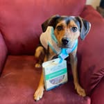 Kevin the Beagle - @kevinthebeaglechronicals - Instagram