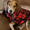 Kevin The Beagle - @kevinethebeagle - TikTok