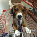 Kevin The Beagle - @kevin_the_beagle - Instagram
