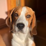 Kevin The Beagle - @kevin.the.beagle - Instagram
