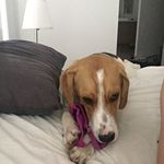 Kevin the beagle - @kevinthebeagle3016 - Instagram