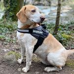 Kevin the Lemon Beagle - @kevinlemonbeagle - Instagram