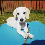 Kevin the Lemon Beagle 🍋🐶 - @a_lemon_beagle_named_kevin - Instagram