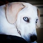 kevin,beagle - @kevinbeagledog - Instagram