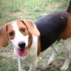 Kevin.beagle - @kevin_the_beagle - TikTok