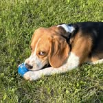 Kevinek🐶 - @kevin.the_beagle - Instagram