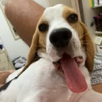 My name is kevin - @kevin_beagle24 - Instagram