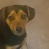 That_Beagle_Kevin - @that_beagle_kevin - TikTok