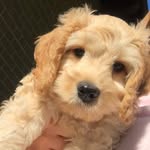 Kevin Beans - @kevinthekutie - Instagram