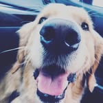 Kevin Beans Official 🎾 - @kevins_golden_life - Instagram