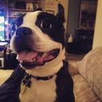 Kevin Beans The Boston - @hashtagkevinbeans - Instagram