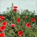 Kevin Beaumont - Facebook