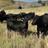 kevinblakeman487 - @kevinblakeman487 - TikTok