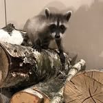 KEVIN BOLL - @raccoon.kevin - Instagram