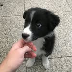 Kevin - O Border Collie ⚫️⚪️ - @oborderkevin - Instagram