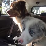 Kevin & Barry Border Collies - @kevin.border_collie - Instagram