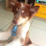 Kevin | Border Collie 🐶🐾 - @kevin.bordercollie - Instagram