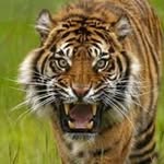 Kevin Border - @tiger.427841 - Instagram
