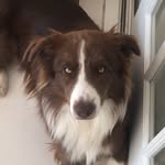 Kevin - @kevin.border - Instagram