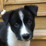 Kevin the Border-Aussie - @whatsnewkevin - Instagram