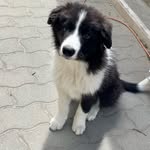 Kevin the border collie - @kevin_the_border_collie - Instagram