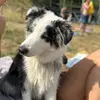 Kevin_the_borderdumbie - @kevin_the_borderdumbie - TikTok