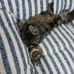 KevinBorrelli - @lauerz_2007 - Instagram