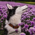 Kevin Braddock - @easternchipmunk - Instagram