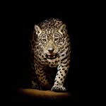 Kevinbreckenridge - @kevinbreckenridge65 - Instagram
