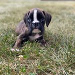 Kevin the Brindle Boxer - @cruzinwithkevin - Instagram