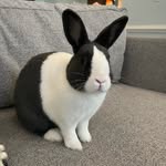 Kevin the Dutch Bunny - @kevin_bunbun_ - Instagram