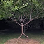 Kevin Callan - @trees_and_all_things_green - Instagram