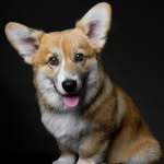 Kevin the Corgi - @kevincapitol - Instagram