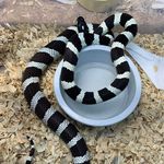 Kevin Carpenter - @kevins_colubrids_ - Instagram