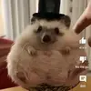 Kevin Carpio - @kevin.carpio4 - TikTok
