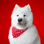 Kevin The Cloud - @samoyedkevin - Instagram
