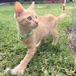 Kevin Ninja Mick Colangelo - @a_cat_named_kevin - Instagram