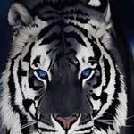 Kévin Cotten - @kevin.cotten29 - Instagram