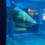 Kevin Criss - @kevin.criss05 - Instagram
