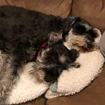 Indigo and Kevin Cromer - @iamaschnauzer - Instagram
