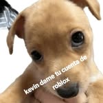kevin dame tu cuenta de roblox - @kevindametucuentaderoblox - Instagram