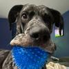 Kevin the Great Dane - @greatdanekevin - TikTok